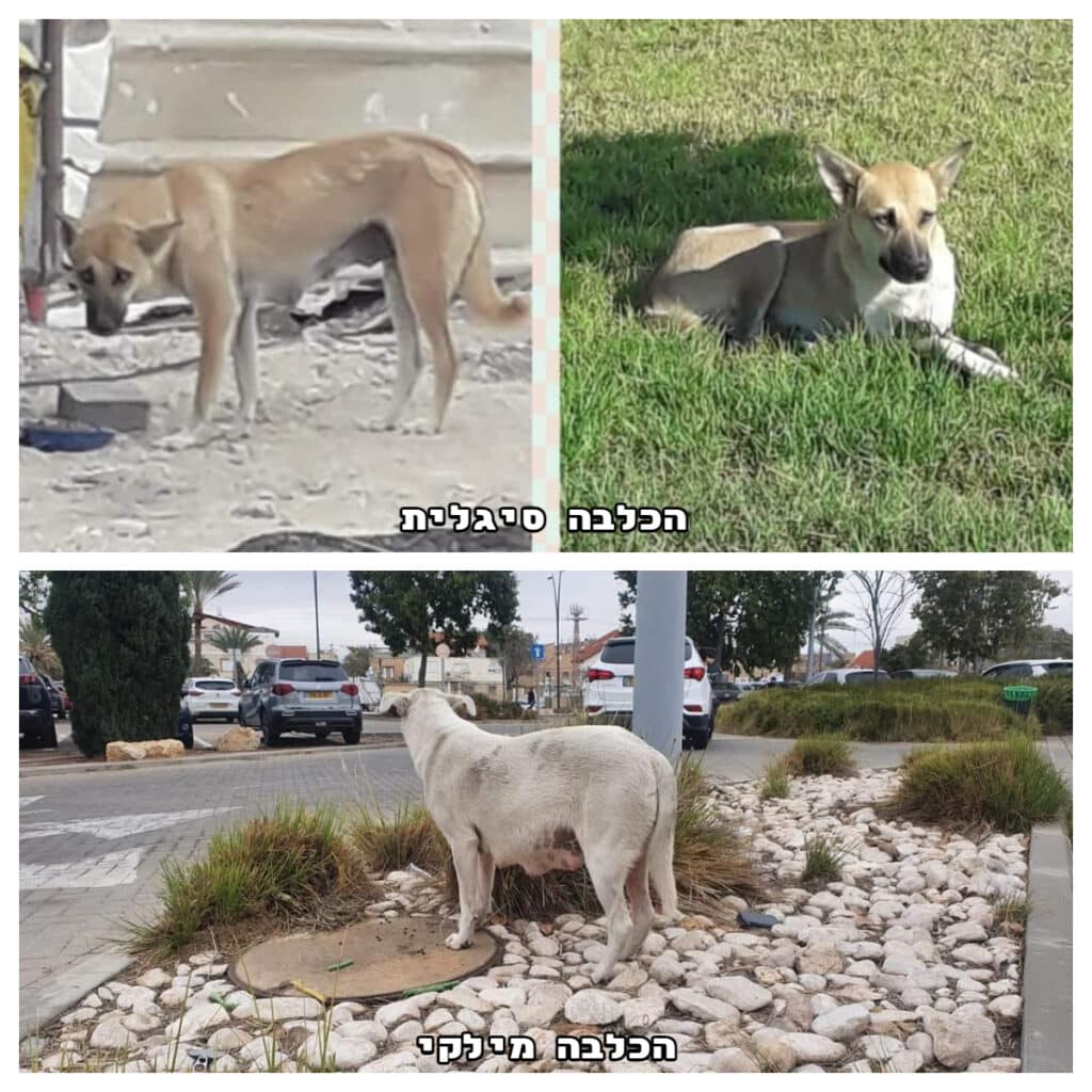 הכלבות מילקי וסיגלית