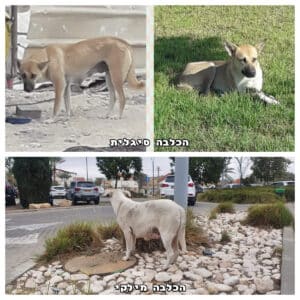 הכלבות מילקי וסיגלית