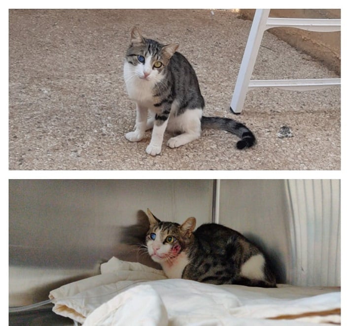 החתול אברום