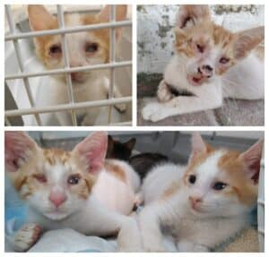 זוג האחים - חתלתולים כבדי ראיה