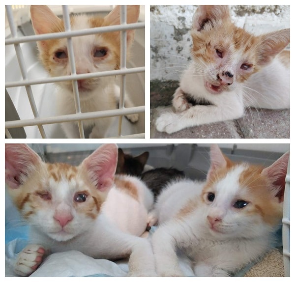 זוג האחים - חתלתולים כבדי ראיה