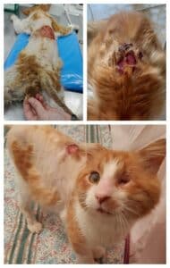 החתול יהושוע