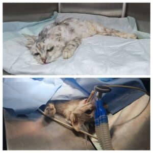 חתולת בית נטושה - פציעה מדריסה