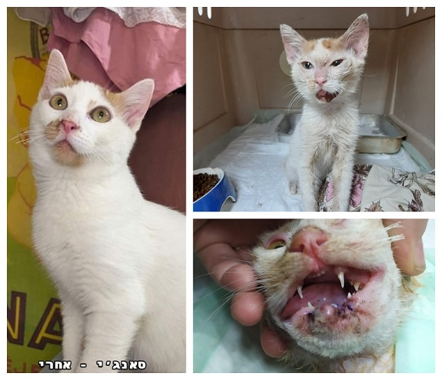 החתול סאנג'י