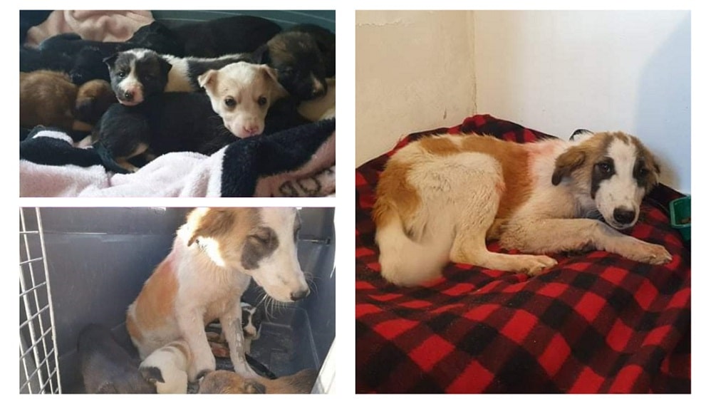 שגר גורי כלבים ואמם