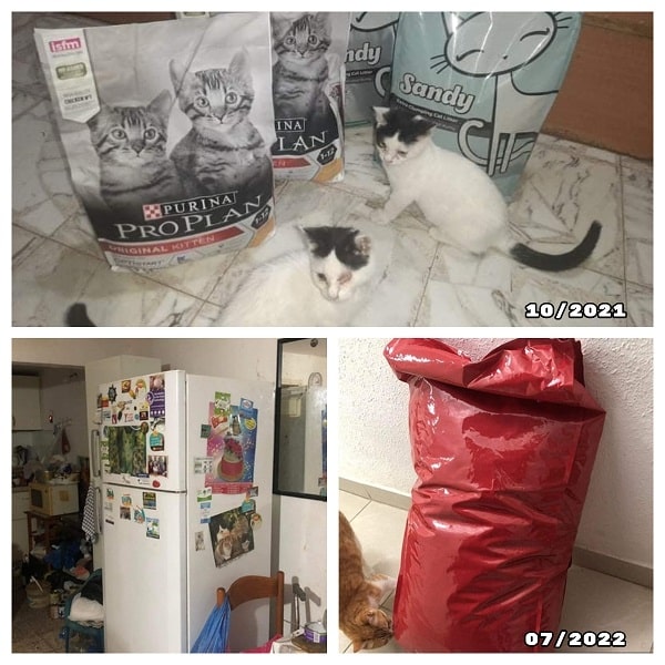 תרומת מזון וחול לחתולים