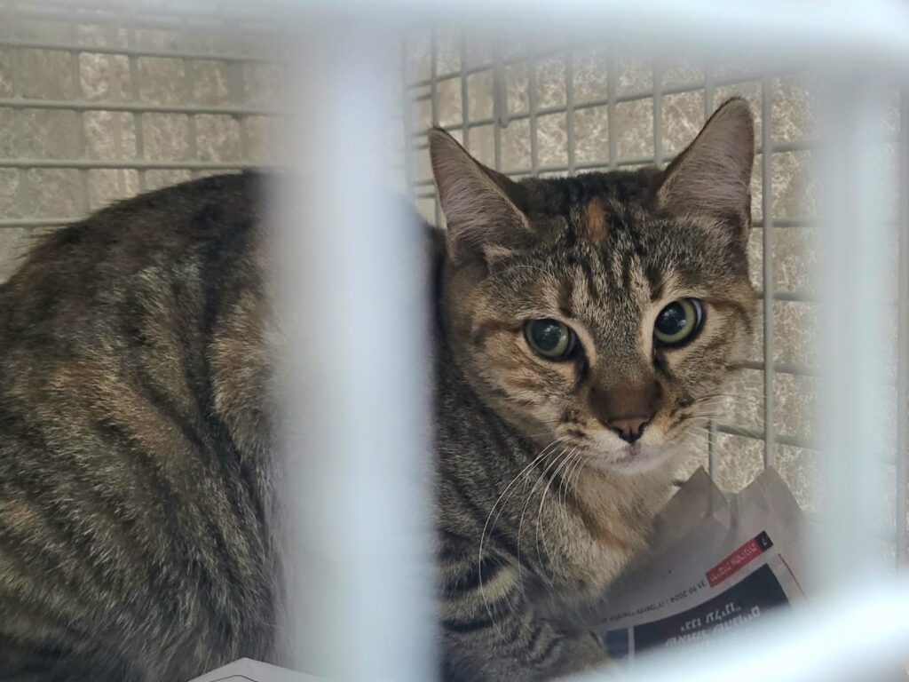 חתולת קהילה - בהמתנה לעיקור במימון שלנו