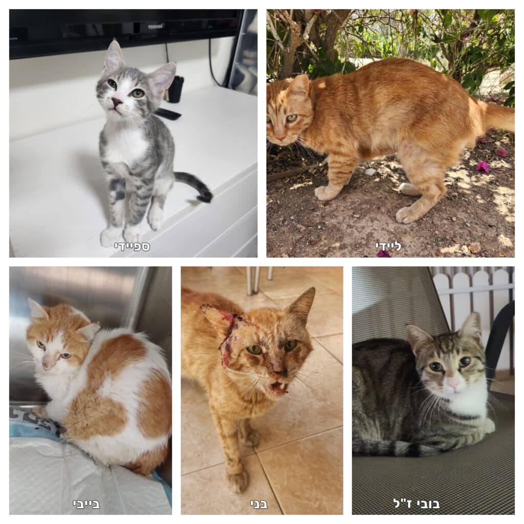 חתולים שעברו טיפול רפואי במימון עמותת "ספרים ומצילים"